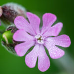 apprendre la macro en finistère