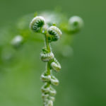 formation photo macro Morlaix