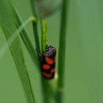 macro, stage photo morlaix